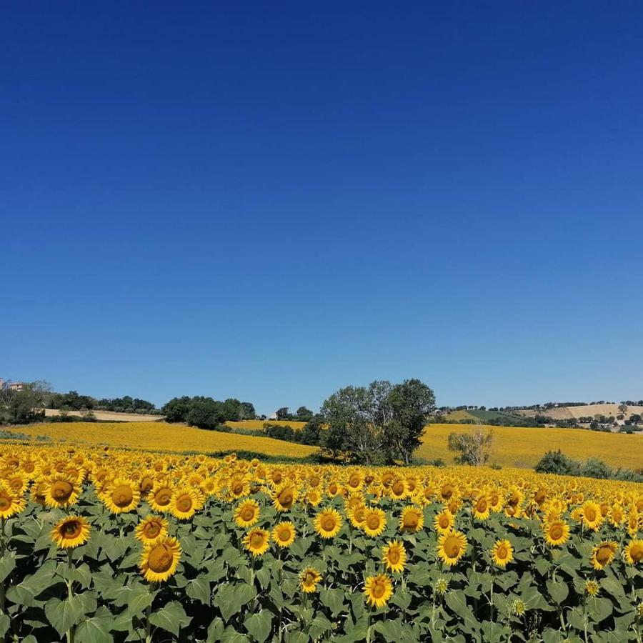 Il Giardino Nella Valle * Belvedere Ostrense